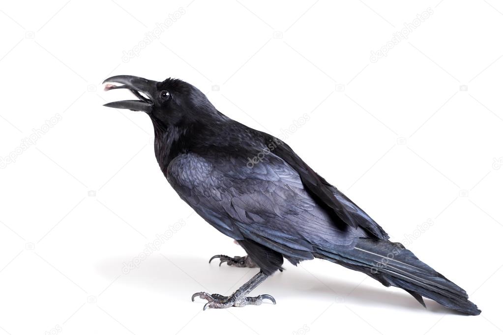 Common Raven isolated on white