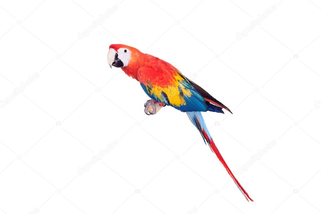 Scarlet macaws on the white background