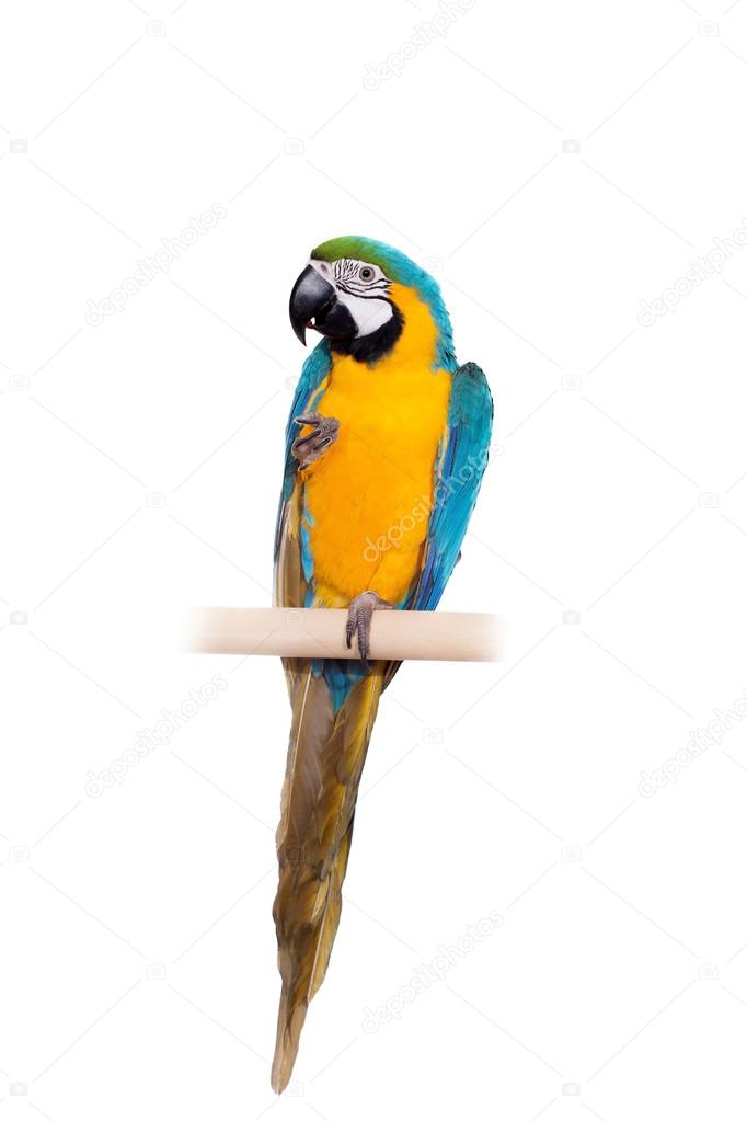 Blue and Yellow Macaw on the white background