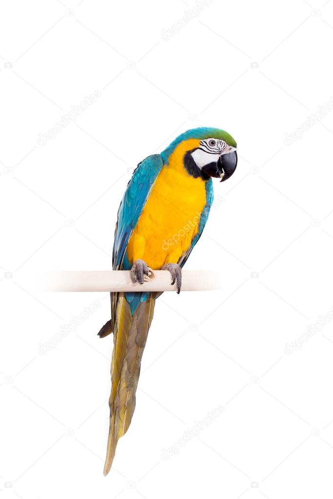 Blue and Yellow Macaw on the white background