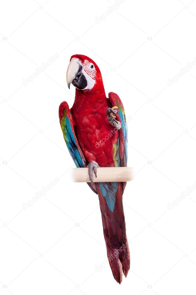 Red-and-green Macaw on white background