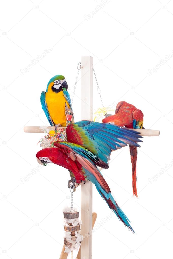 Red-and-green Macaw, Scarlet macaw, Blue and Yellow Macaw on white