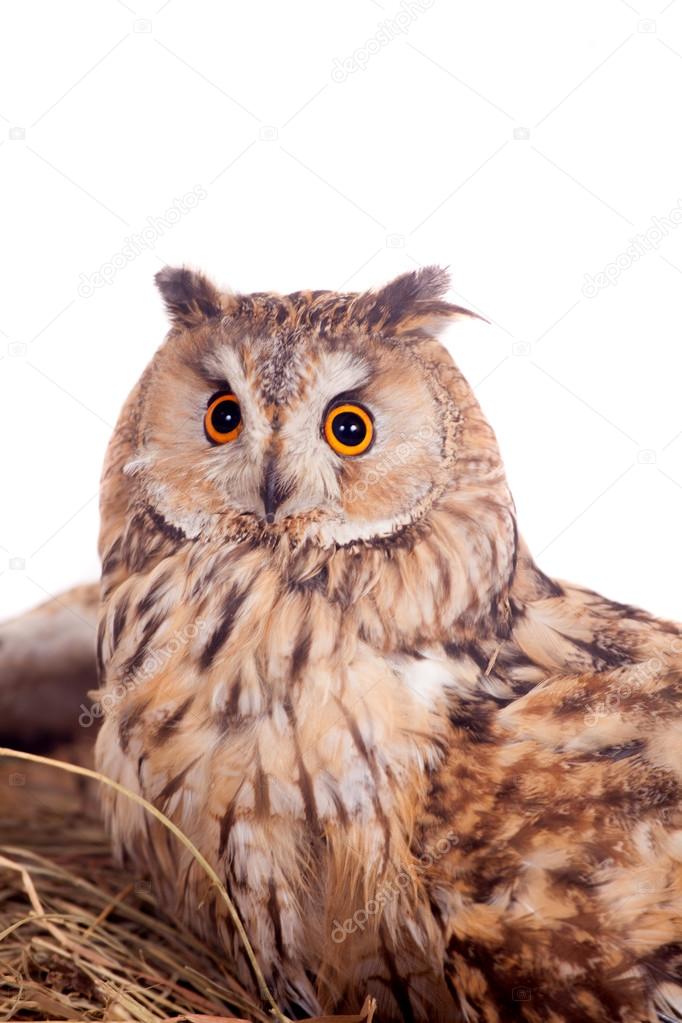 Long-eared Owl nesting isolated on white