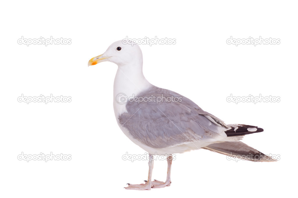 European Herring Gull, 2 years old, on white
