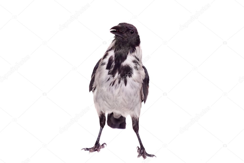 Hooded crow on white background