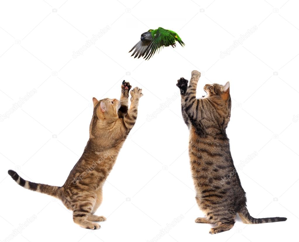 Two adult cats catching bird on white