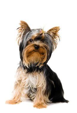 Yorkshire terrier yavrusu