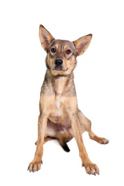 Beyaz karışık cins köpek