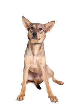 Beyaz karışık cins köpek