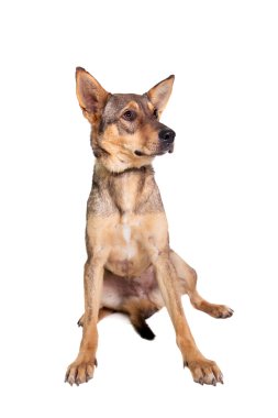 Beyaz karışık cins köpek