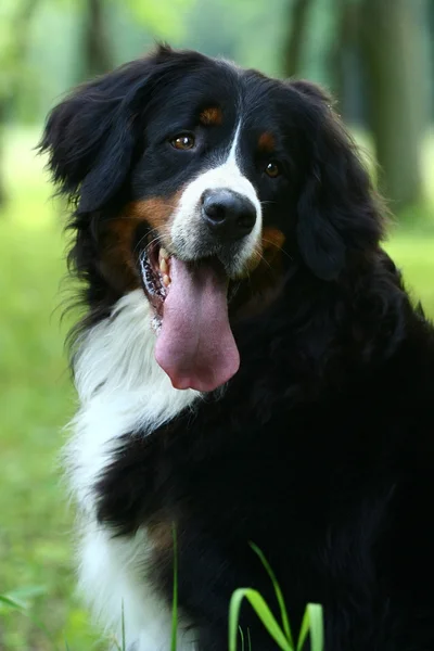 Berner Sennenhund über die Natur — Stockfoto