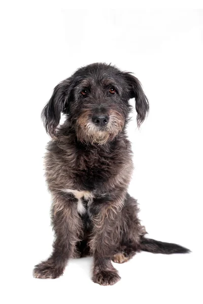 Mixed breed dog on white — Stock Photo, Image