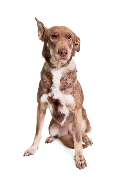 白の混合された品種犬 — ストック写真