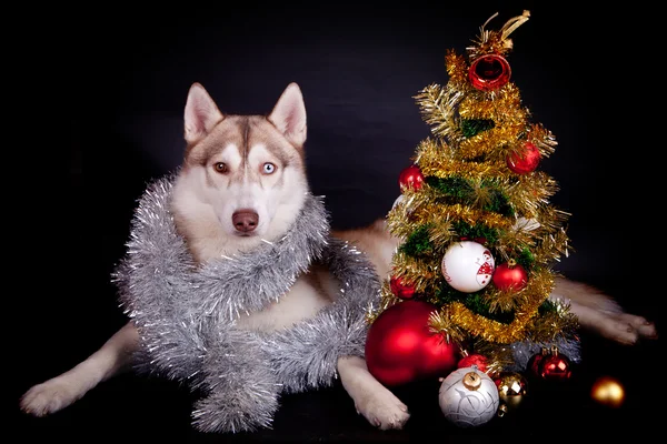 Husky siberiano sobre el fondo negro — Foto de Stock