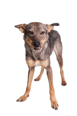 Beyaz karışık cins köpek