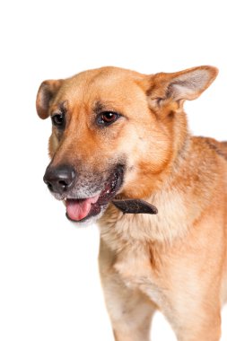 beyaz köpek en Doğu Avrupa