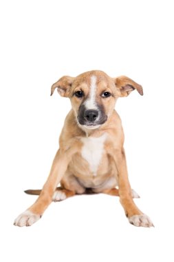 beyaz üzerine karışık cins köpek yavrusu