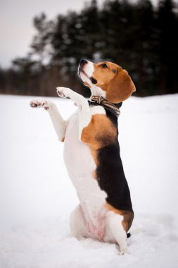 Akıllı beagle köpek açık