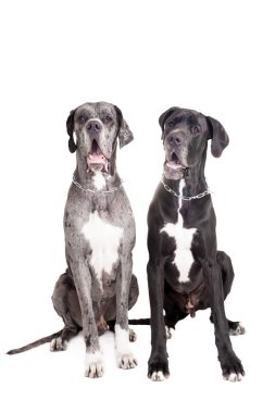 beyaz üzerine iki Danua köpek