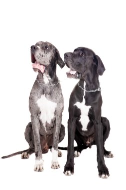 beyaz üzerine iki Danua köpek