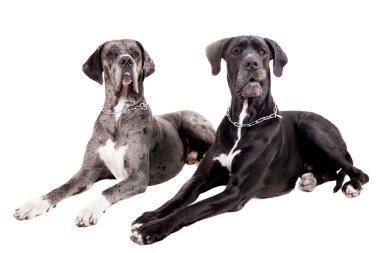 beyaz üzerine iki Danua köpek