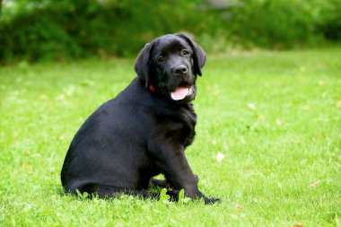 Labrador av köpeği çimlerin üzerinde.