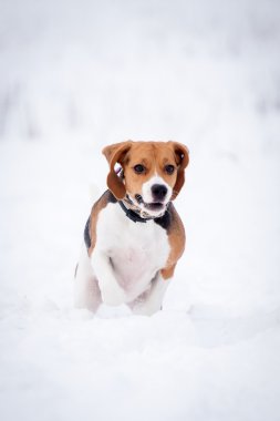 Akıllı beagle köpek açık