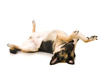 beyaz köpek en Doğu Avrupa