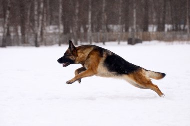 Alman çoban köpeği.