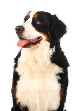 Bernese dağ köpeği beyaz
