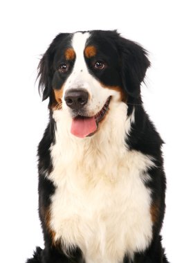 Bernese dağ köpeği beyaz