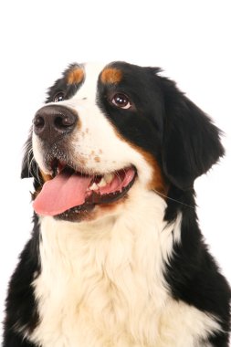 Bernese dağ köpeği beyaz