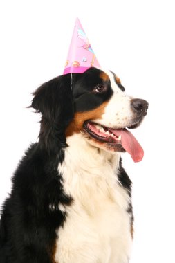 Bernese dağ köpeği beyaz