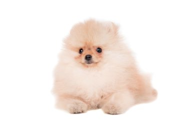 beyaz üzerine Pomeranian köpek yavrusu