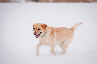 gele labrador retriever
