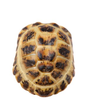 Beyaz Rus veya Orta Asya kaplumbağa