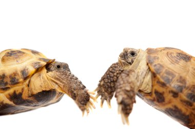 Beyaz Rus veya Orta Asya kaplumbağa