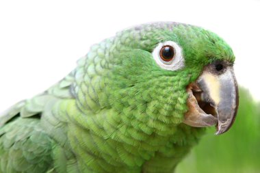 Mealy amazon papağanı beyaz zemin üzerine