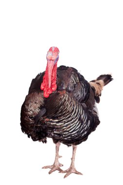 Türkiye beyaz