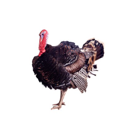 Türkiye beyaz