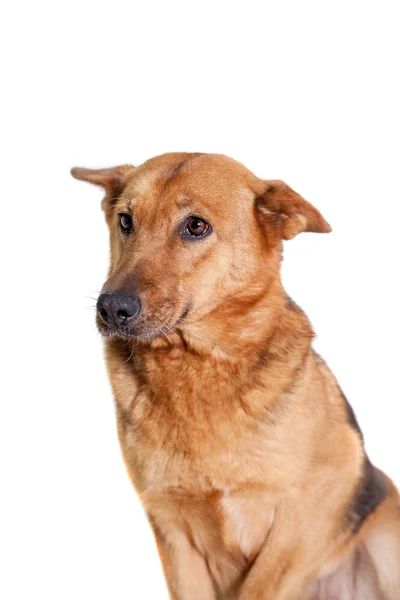 O cão do Leste Europeu em branco — Fotografia de Stock