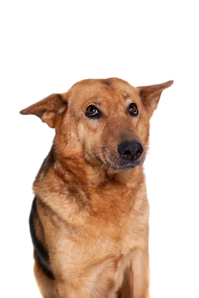 Le chien d'Europe de l'Est sur blanc — Photo