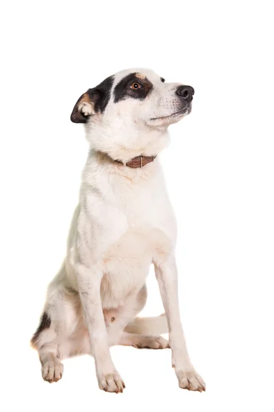 Smíšené plemeno psa na bílém pozadí — Stock fotografie