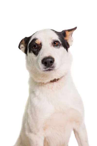 Cão misto na raça branca — Fotografia de Stock
