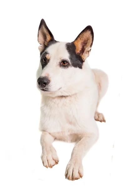 Smíšené plemeno psa na bílém pozadí — Stock fotografie