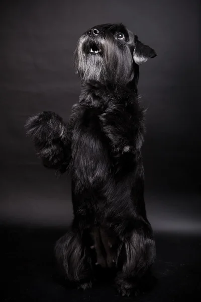 Dvärgschnauzer på svart — Stockfoto