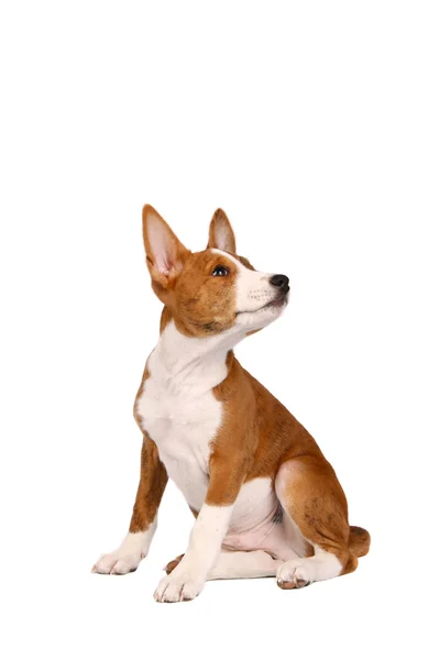 Pequeno cachorro Basenji em branco — Fotografia de Stock