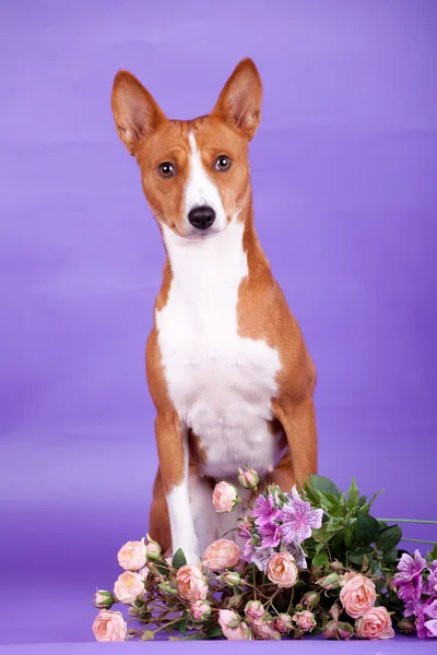 Schönheit Basenji Hund — Stockfoto