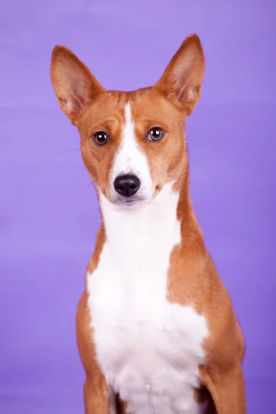 Schönheit Basenji Hund — Stockfoto