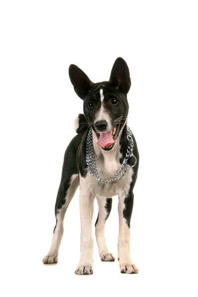 Basenji valp på vit — Stockfoto